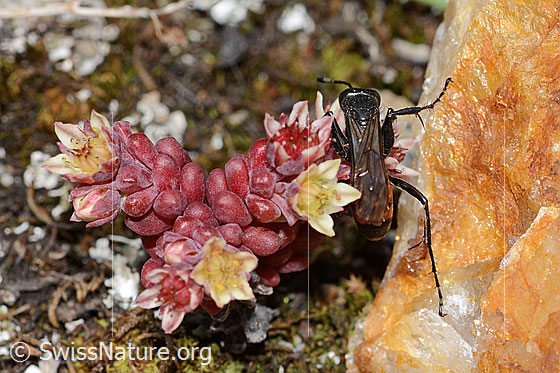 Foto: Frühlings-Wegwespe (Anoplius viaticus) auf Dunklem Mauerpfeffer (Sedum atratum). Länge 11mm. Weibchen. Ansicht von oben.
