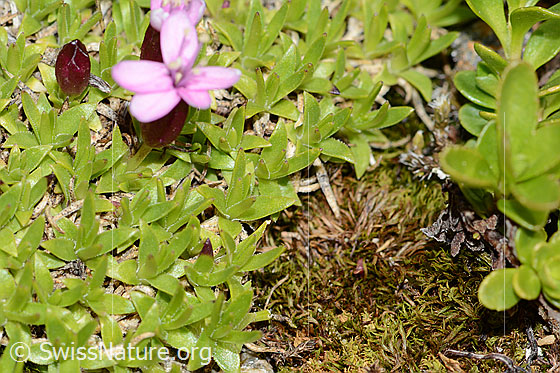 Photo: Silene acaulis. Leaves. 