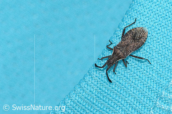 Foto: Coriomeris denticulatus (Randwanze). Länge 9mm. Ansicht von oben.
