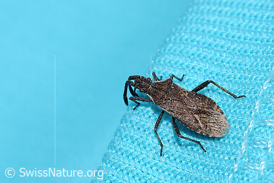 Foto: Coriomeris denticulatus (Randwanze). Länge 9mm. Ansicht von oben.