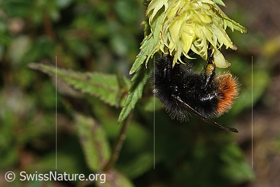 Foto: Steinhummel (Bombus lapidarius) an Schmalblättrigem Klappertopf (Rhinanthus glacialis). Länge 15mm. Weibchen. Ansicht von der Seite.