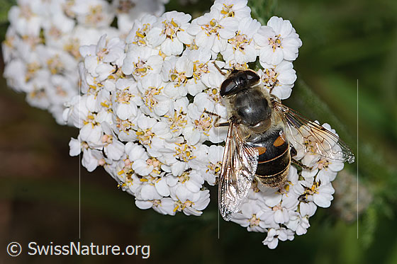 Photo: Eristalis tenax on Achillea millefolium. Length 17mm. Female. View from above.

Bee
Lat.: Eristalis tenax
Family: Syrphidae
Genus: Eristalis

Flower
Lat.: Achillea millefolium
Family: Asteraceae
Subfamily: Asteroideae
Genus: Achillea