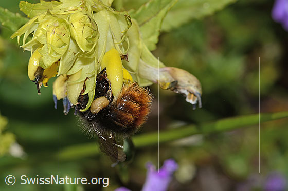 Foto: Steinhummel (Bombus lapidarius) an Schmalblättrigem Klappertopf (Rhinanthus glacialis). Länge 12 - 16mm. Weibchen. Ansicht von hinten.