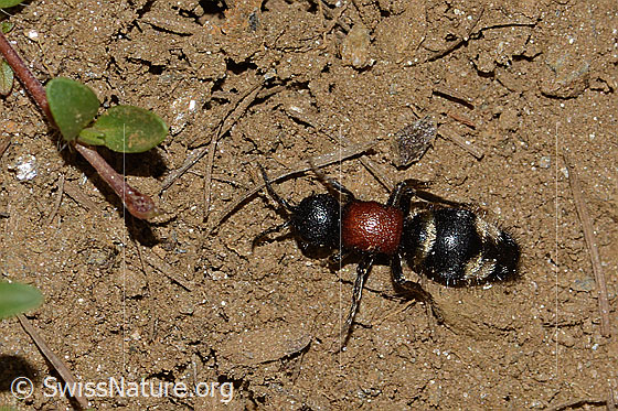Photo: Mutilla europaea. Length 13mm. Female. View from the side above.