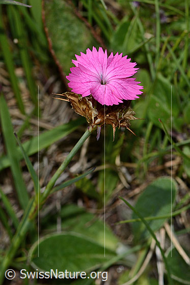 Photo: Dianthus carthusianorum. Blossom. View from diagonally above.