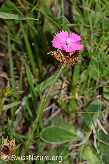 Photo: Dianthus carthusianorum. Blossom and stem.