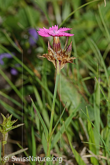 Photo: Dianthus carthusianorum. Blossom and stem. View from the side.
