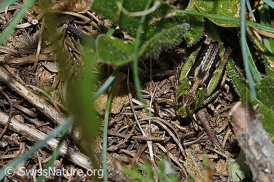 Photo: Gomphocerus sibiricus. Nymph stage 4. Male. View from top front.