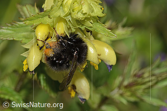 Foto: Steinhummel (Bombus lapidarius) an Schmalblättrigem Klappertopf (Rhinanthus glacialis). Länge 12 - 16mm. Weibchen. Ansicht von der Seite.