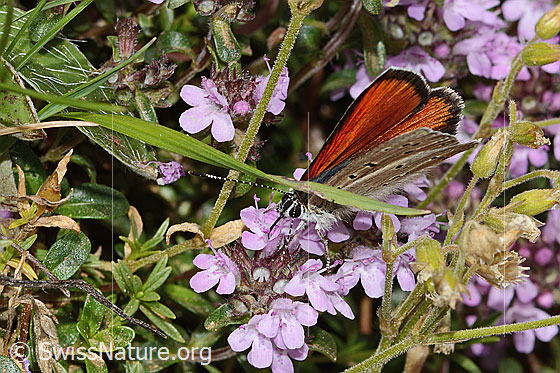 Photo: Lycaena hippothoe eurydame on Thymus praecox ssp. praecox. Male. Wings little open. View from diagonally above.