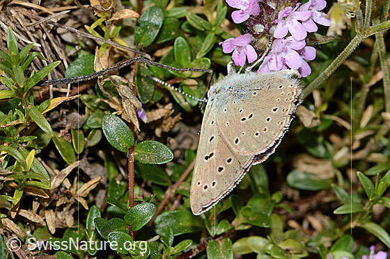 Photo: Lycaena hippothoe eurydame on Thymus praecox ssp. praecox. Male. Wings closed. View from side back.