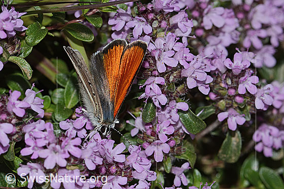 Photo: Lycaena hippothoe eurydame on Thymus praecox ssp. praecox. Male. Wings half open. View from top front.