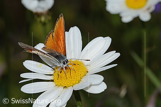 Photo: Lycaena hippothoe eurydame on Leucanthemum adustum. Wings half open. View from top front.