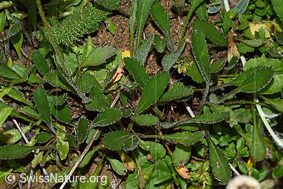 Photo: Leucanthemum adustum. Basic leaves.
