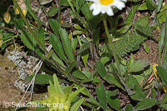 Foto: Berg-Margerite (Leucanthemum adustum). Stängel und Grundblätter.