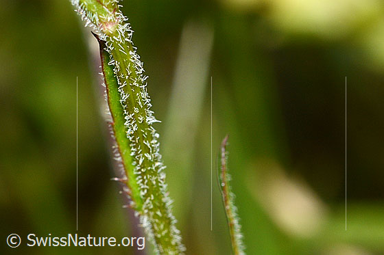 Foto: Berg-Margerite (Leucanthemum adustum). Stängel.