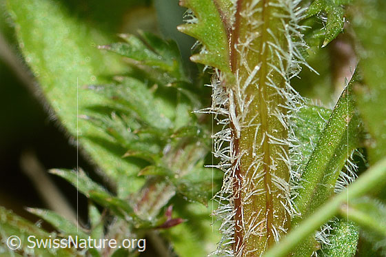 Foto: Berg-Margerite (Leucanthemum adustum). Stängel.