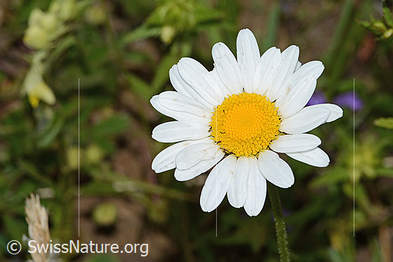 Berg-Margerite (Leucanthemum adustum)