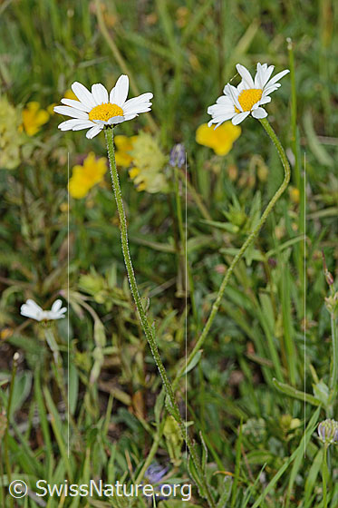 Photo: Leucanthemum adustum. Whole plant (habiti).
