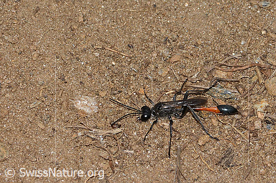 Photo: Ammophila sabulosa. Length 22mm. Female. View from above.