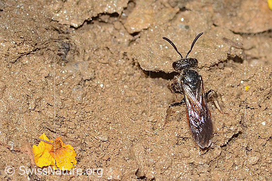 Photo: Sphecodes gibbus. Length 13mm. Female. View from above.