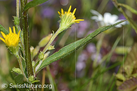 Photo: Solidago virgaurea ssp. Minuta. Blossoms, stem and leaf.