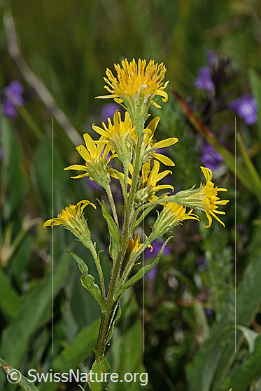 Photo: Solidago virgaurea ssp. Minuta. Blossoms.