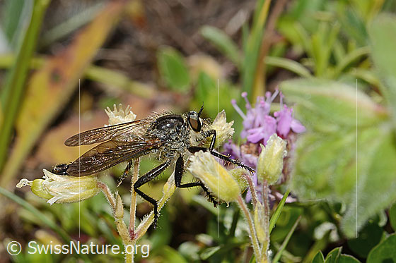 Photo: Didysmachus picipes. Length 14 - 18mm. Male. View from the side.