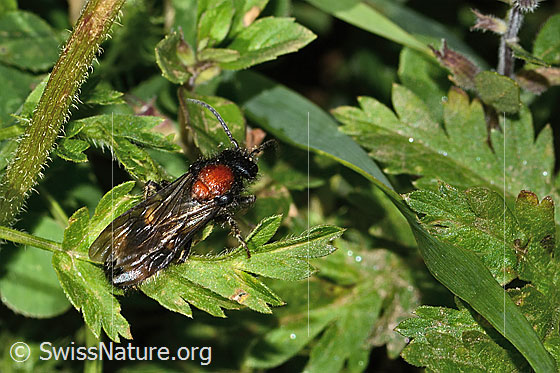 Photo: Mutilla europaea. Length 10 - 17mm. Male. View from above.