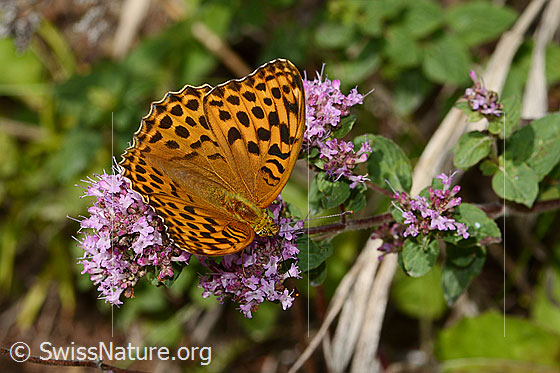 Foto: Kaisermantel (Argynnis paphia) auf Echtem Dost (Origanum vulgare). Weibchen. Flügel geöffnet. Ansicht von schräg oben.