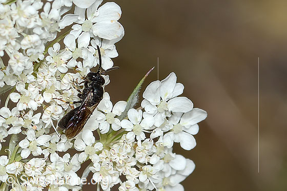 Foto: Gewöhnliche Maskenbiene (Hylaeus communis) auf Wilder Möhre (Daucus carota ssp. carota). Ansicht von schräg oben.