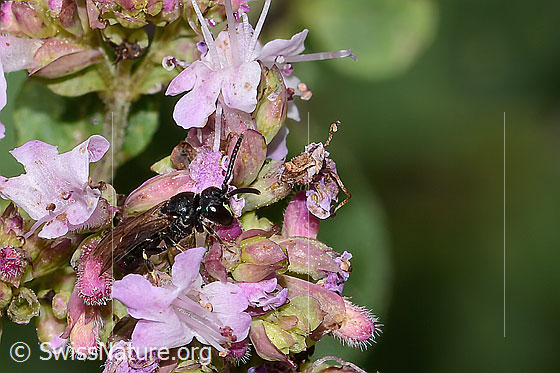 Foto: Wahrscheinlich Gewöhnliche Maskenbiene (Hylaeus communis) auf Echtem Dost (Origanum vulgare). Länge 5mm. Weibchen. Ansicht von der Seite.