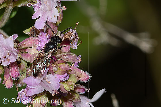 Foto: Wahrscheinlich Gewöhnliche Maskenbiene (Hylaeus communis) auf Echtem Dost (Origanum vulgare). Länge 5mm. Weibchen. Ansicht von schräg oben.