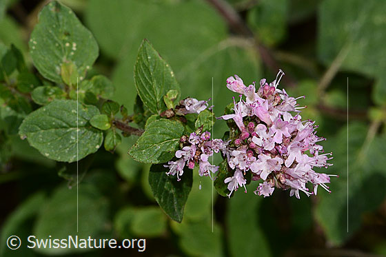 Photo: Origanum vulgare. Blossoms.