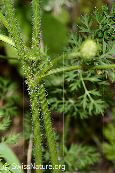 Foto: Wahrscheinlich Wilde Möhre (Daucus carota ssp. carota). Stängel und Blätter.