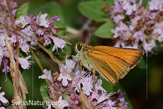 Foto: Braunkolbiger Braundickkopffalter (Thymelicus sylvestris) auf Echtem Dost (Origanum vulgare). Ansicht von der Seite.