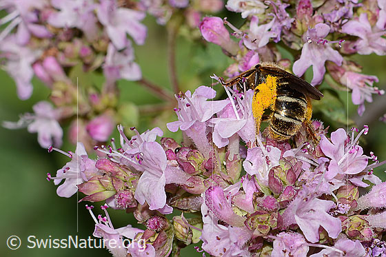 Photo: Probably Lasioglossum leucozonium on Origanum vulgare. Length 8mm. Female. View from behind. Loaded with lots of yellow pollen.