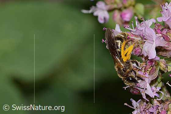 Foto: Wahrscheinlich Weissbinden-Schmalbiene (Lasioglossum leucozonium) auf Echtem Dost (Origanum vulgare). Länge 8mm. Weibchen. Ansicht von der Seite.