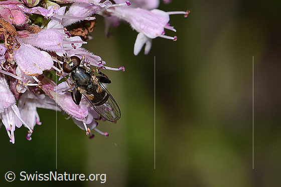 Foto: Gemeine Keulenschwebfliege (Syritta pipiens) auf Echtem Dost (Origanum vulgare). Länge 7mm. Weibchen. Ansicht von oben. 