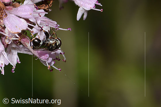 Photo: Syritta pipiens on Origanum vulgare. Length 7mm. Female. View from behind.