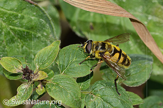 Photo: Myathropa florea on leaves of Origanum vulgare. View from the side.