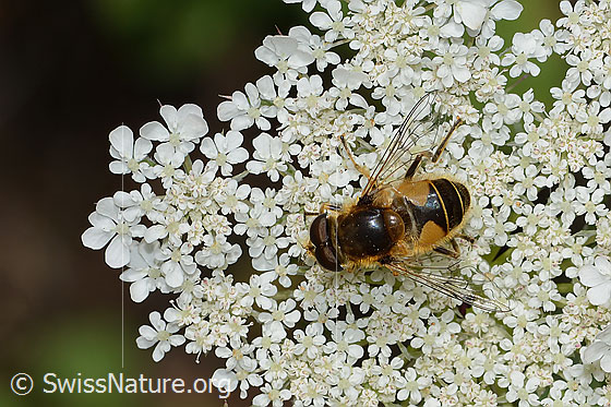 Foto: Mittlere Keilfleckschwebfliege (Eristalis interrupta) auf Wilde Möhre (Daucus carota ssp. carota). Länge 10 - 12mm. Männchen. Ansicht von oben.