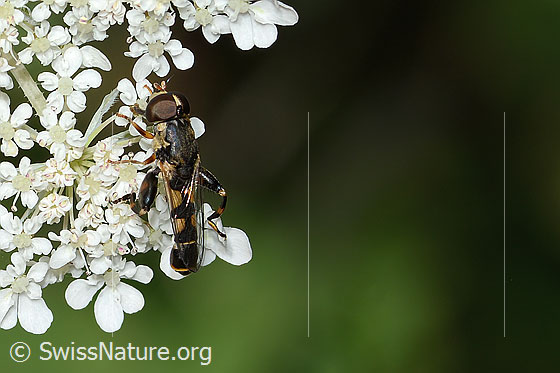 Foto: Gemeine Keulenschwebfliege (Syritta pipiens) auf Wilder Möhre (Daucus carota ssp. carota). Länge 7 - 9mm. Männchen. Wird auch Kleine Mistbiene oder Gemeine Mist-Schwebfliege genannt. Ansicht von schräg oben.