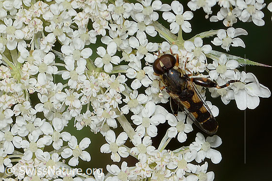Foto: Gemeine Keulenschwebfliege (Syritta pipiens) auf Wilder Möhre (Daucus carota ssp. carota). Länge 7 - 9mm. Männchen. Ansicht von oben.