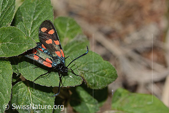 Foto: Gewöhnliches Widderchen (Zygaena filipendulae). Ansicht von schräg oben.