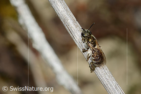 Foto: Wahrscheinlich Dunkelgrüne Schmalbiene (Lasioglossum morio). Länge 6mm. Weibchen. Ansicht von oben.