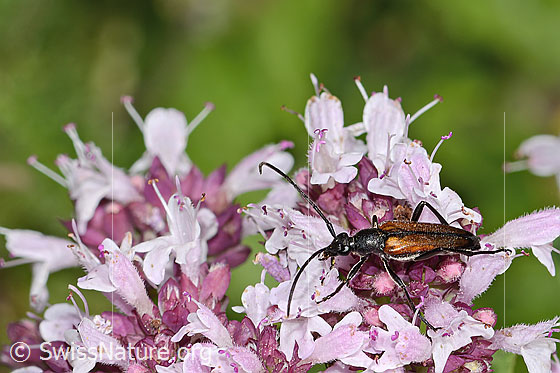 Foto: Kleiner Schmalbock (Stenurella melanura) auf Echtem Dost (Origanum vulgare). Länge: 6-10mm. Männchen. Ansicht von schräg oben.