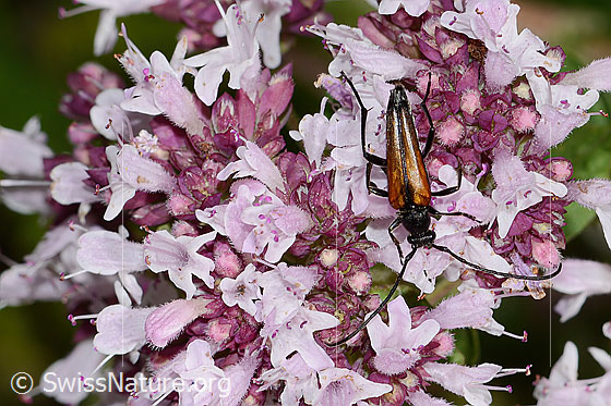 Photo: Stenurella melanura on Origanum vulgare. Length: 6-10mm. Male. View from above.