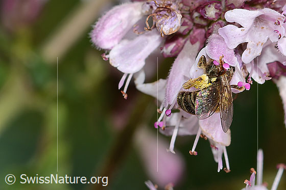 Foto: Wahrscheinlich Weissbinden-Schmalbiene (Lasioglossum leucozonium) auf Echtem Dost (Origanum vulgare). Länge 8mm. Weibchen. Ansicht von schräg hinten.