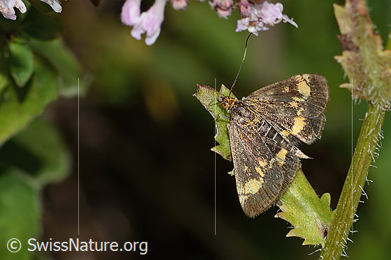 Foto: Goldzünsler (Pyrausta aurata). Flügel geöffnet. Ansicht von oben.